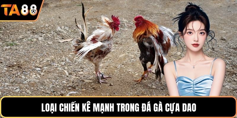 Loại chiến kê mạnh trong đá gà cựa dao
