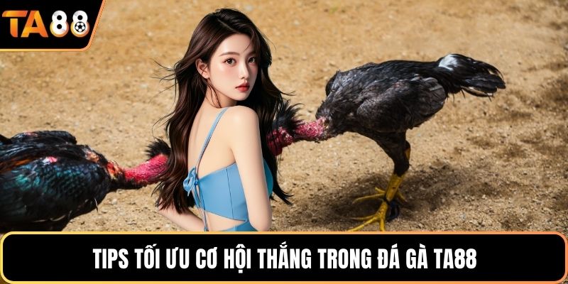 Tips tối ưu cơ hội thắng trong đá gà Ta88
