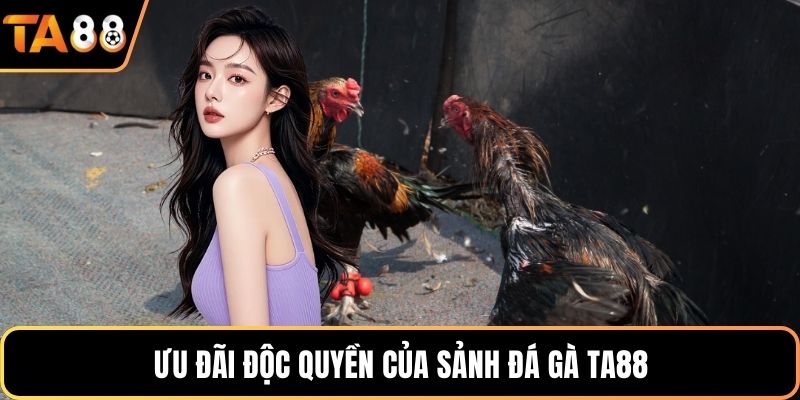 Ưu đãi độc quyền của sảnh đá gà Ta88